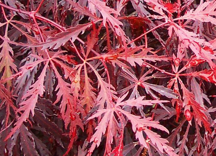 Javor dlanitolistý 'Tamukeyma' - Acer palmatum 'Tamukeyma'