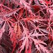 Javor dlanitolistý 'Tamukeyma' - Acer palmatum 'Tamukeyma'