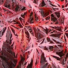 Javor dlanitolistý 'Tamukeyma' - Acer palmatum 'Tamukeyma'