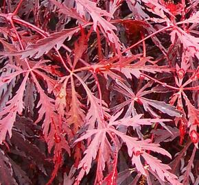 Javor dlanitolistý 'Tamukeyma' - Acer palmatum 'Tamukeyma'