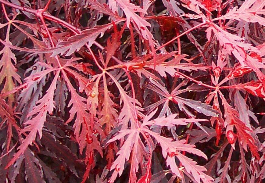 Javor dlanitolistý 'Tamukeyma' - Acer palmatum 'Tamukeyma'