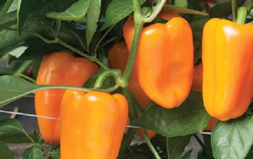 Paprika balkonová převislá 'Joyride Sweet Orange' - Capsicum annuum 'Joyride Sweet Orange'