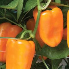 Paprika chilli převislá 'Joyride Sweet Orange' - Capsicum annuum 'Joyride Sweet Orange'