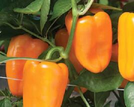 Paprika balkonová převislá 'Joyride Sweet Orange'