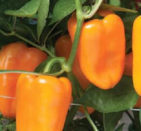 Paprika chilli převislá 'Joyride Sweet Orange' - Capsicum annuum 'Joyride Sweet Orange'