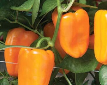 Paprika balkonová převislá 'Joyride Sweet Orange'