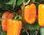 Paprika balkonová převislá 'Joyride Sweet Orange'