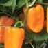 paprika-chilli-previsla-joyride-sweet-orange.jpg