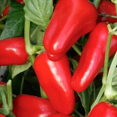 Paprika chilli převislá 'Joyride Red' - Capsicum annuum 'Joyride Sweet  Red'