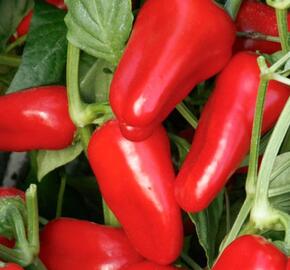 Paprika chilli převislá 'Joyride Red' - Capsicum annuum 'Joyride Sweet  Red'