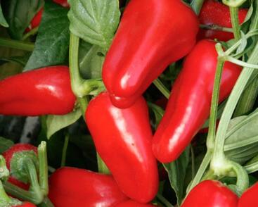 Paprika balkonová převislá 'Joyride Red'