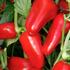 paprika-chilli-previsla-joyride-f1-red.jpg