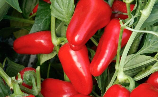 Paprika balkonová převislá 'Joyride Red' - Capsicum annuum 'Joyride Sweet Red'