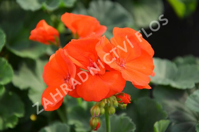 Muškát, pelargonie páskatá klasická 'Orange' - Pelargonium zonale 'Orange'