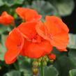 Muškát, pelargonie páskatá klasická 'Orange' - Pelargonium zonale 'Orange'