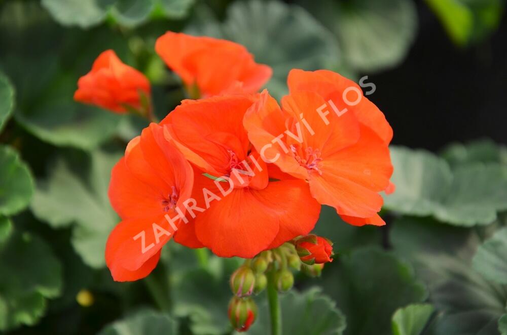 Muškát, pelargonie páskatá klasická 'Orange' - Pelargonium zonale 'Orange'