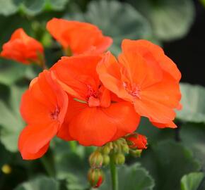 Muškát, pelargonie páskatá klasická 'Orange' - Pelargonium zonale 'Orange'