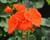 Muškát, pelargonie páskatá klasická 'Orange'