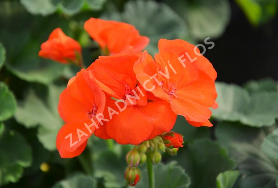 Muškát, pelargonie páskatá klasická 'Orange' - Pelargonium zonale 'Orange'
