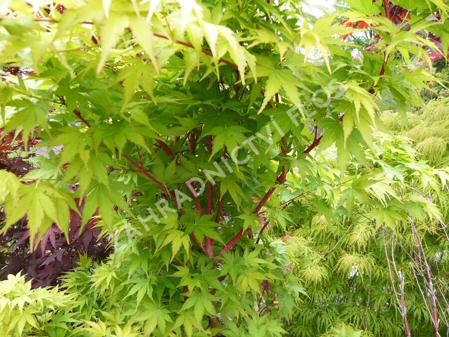 Javor dlanitolistý 'Sango Kaku' - Acer palmatum 'Sango Kaku'