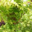Javor dlanitolistý 'Sango Kaku' - Acer palmatum 'Sango Kaku'
