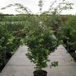 Javor dlanitolistý 'Sango Kaku' - Acer palmatum 'Sango Kaku'
