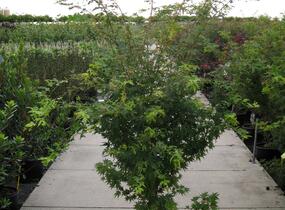 Javor dlanitolistý 'Sango Kaku' - Acer palmatum 'Sango Kaku'
