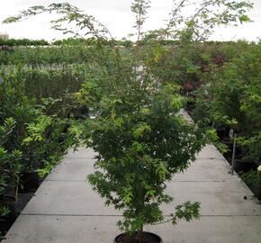 Javor dlanitolistý 'Sango Kaku' - Acer palmatum 'Sango Kaku'