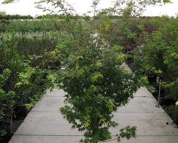 Javor dlanitolistý 'Sango Kaku'