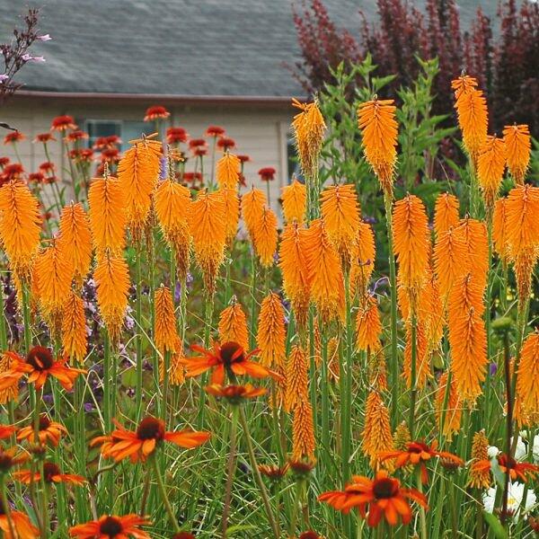Kleopatřina jehla 'Popsicle Mango' - Kniphofia uvaria 'Popsicle Mango'