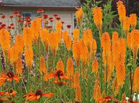 Kleopatřina jehla 'Popsicle Mango' - Kniphofia uvaria 'Popsicle Mango'