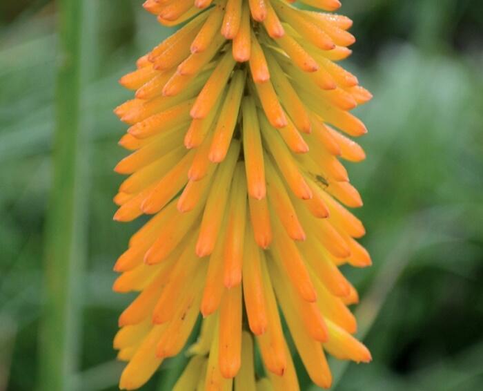 Kleopatřina jehla 'Popsicle Mango' - Kniphofia uvaria 'Popsicle Mango'