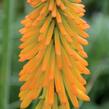 Kleopatřina jehla 'Popsicle Mango' - Kniphofia uvaria 'Popsicle Mango'