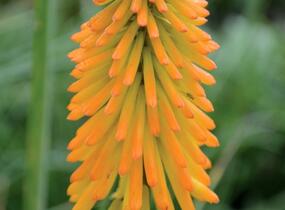 Kleopatřina jehla 'Popsicle Mango' - Kniphofia uvaria 'Popsicle Mango'