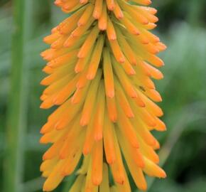 Kleopatřina jehla 'Mango Popsicle' - Kniphofia 'Mango Popsicle'®