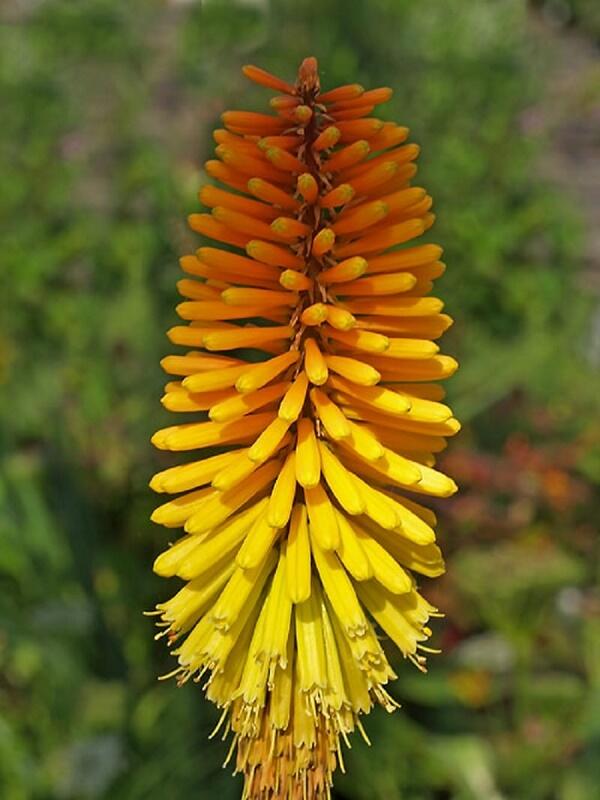 Kleopatřina jehla 'Rich Echoes' - Kniphofia 'Rich Echoes'®