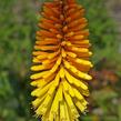 Kleopatřina jehla 'Rich Echoes' - Kniphofia 'Rich Echoes'®