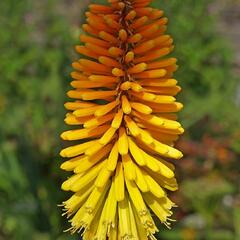 Kleopatřina jehla 'Rich Echoes' - Kniphofia 'Rich Echoes'®