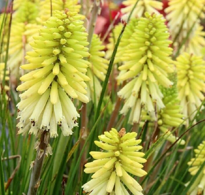 Kleopatřina jehla 'Poco Citron' - Kniphofia uvaria 'Poco Citron'®