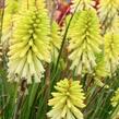 Kleopatřina jehla 'Poco Citron' - Kniphofia uvaria 'Poco Citron'®