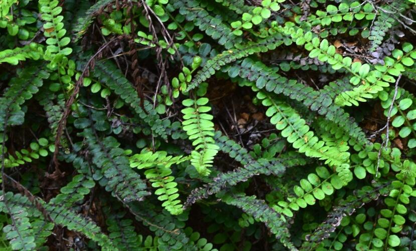 Žebrovice - Blechnum penna-marina