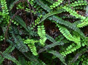 Žebrovice - Blechnum penna-marina