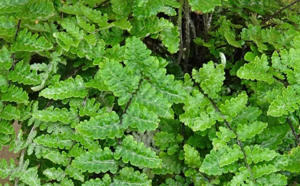 Podvinka vlnatá - Cheilanthes lanosa