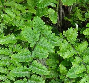 Podvinka (cheilantes) vlnatá - Cheilanthes lanosa