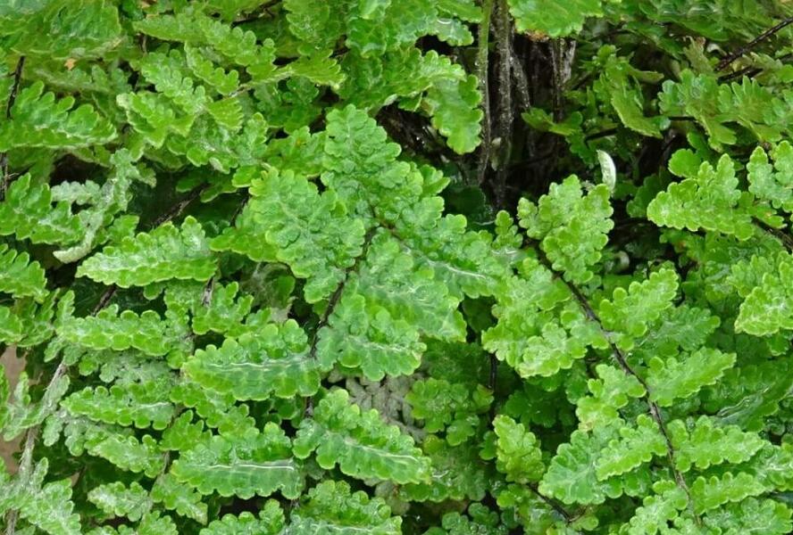 Podvinka vlnatá - Cheilanthes lanosa