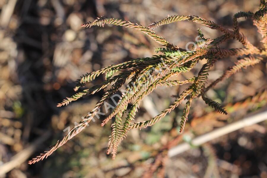 Kryptomérie japonská 'Rasen' - Cryptomeria japonica 'Rasen'