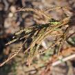 Kryptomérie japonská 'Rasen' - Cryptomeria japonica 'Rasen'