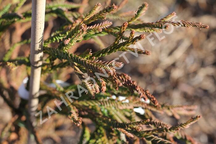 Kryptomérie japonská 'Rasen' - Cryptomeria japonica 'Rasen'