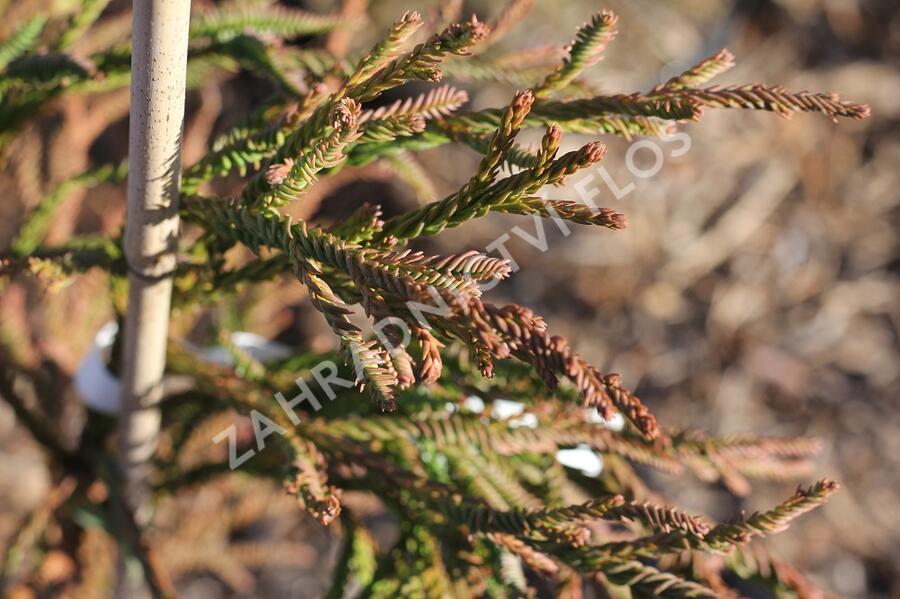 Kryptomérie japonská 'Rasen' - Cryptomeria japonica 'Rasen'