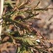 Kryptomérie japonská 'Rasen' - Cryptomeria japonica 'Rasen'